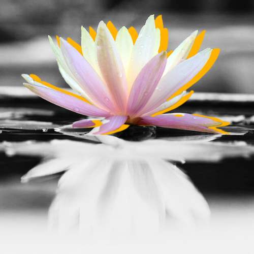 Lotus flower on water